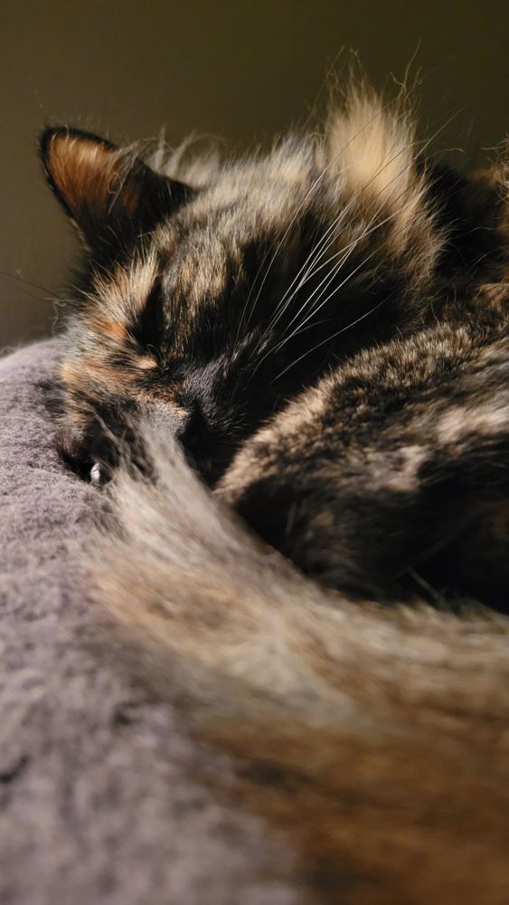Long-haired tortie drifting off to sleep, curled up in a cat tower.