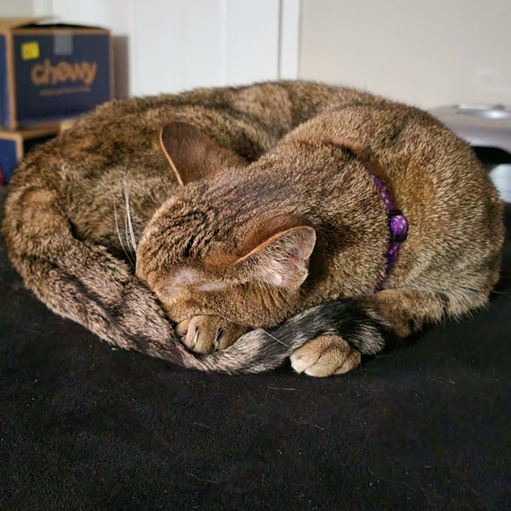 Tabby cat curled up, tail between paws, face hiding underneath tail.