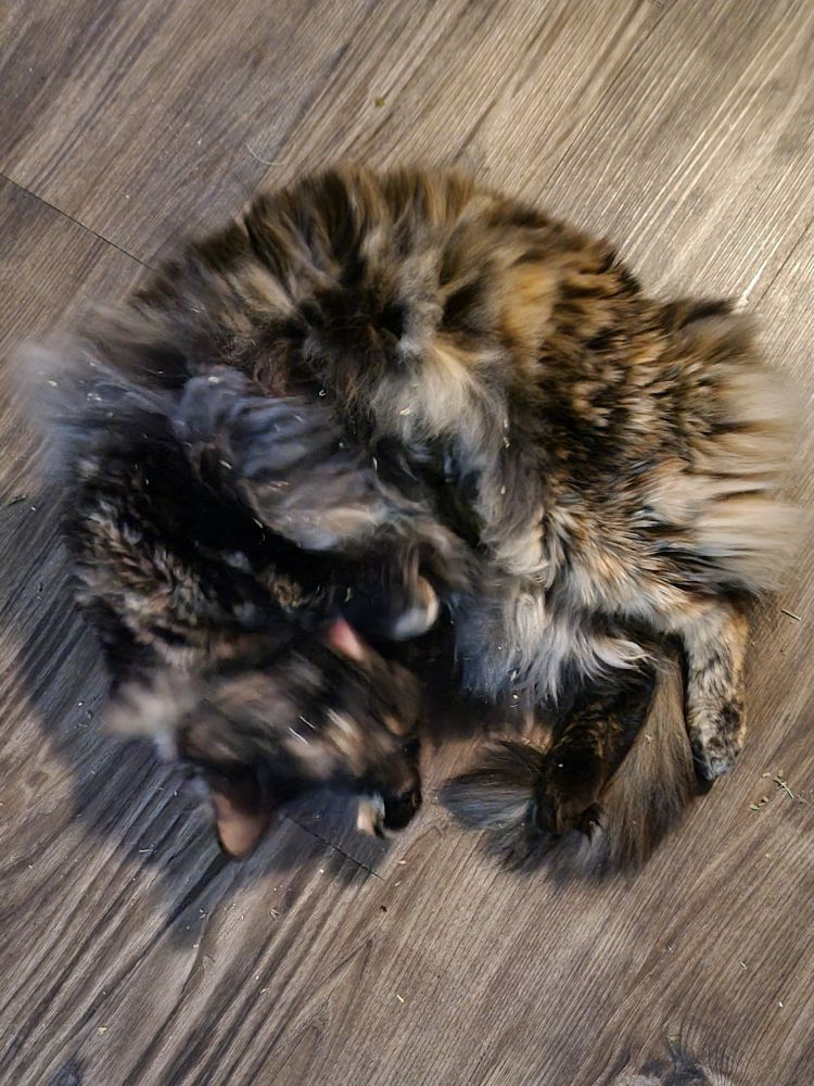 A long-haired tortoiseshell cat rolling in catnip.