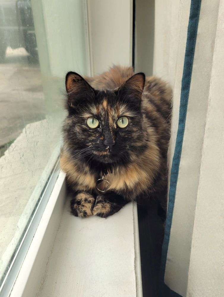 A tortie cat, sitting in the window. Front paws extended in front. You can make out the nose prints on the window.