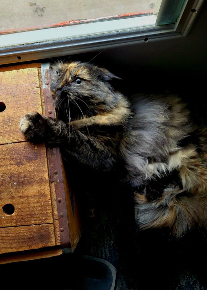 A long-haired tortie cat dramatically leaning on a box by a door