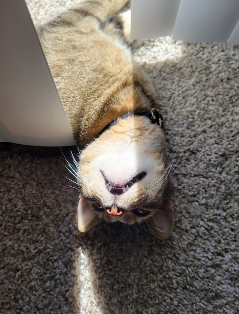 A tabby cat laying on it's side with the top of it's head touching the floor. You can clearly see their pink nose, chin, and teef.