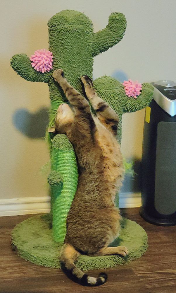 A tabby cat playing with a cactus cat scratcher, front paws and face are stretched upwards.