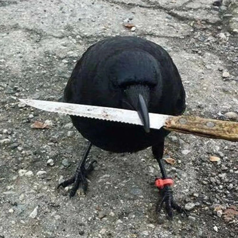 A photo of a real crow with a knife in their beak.