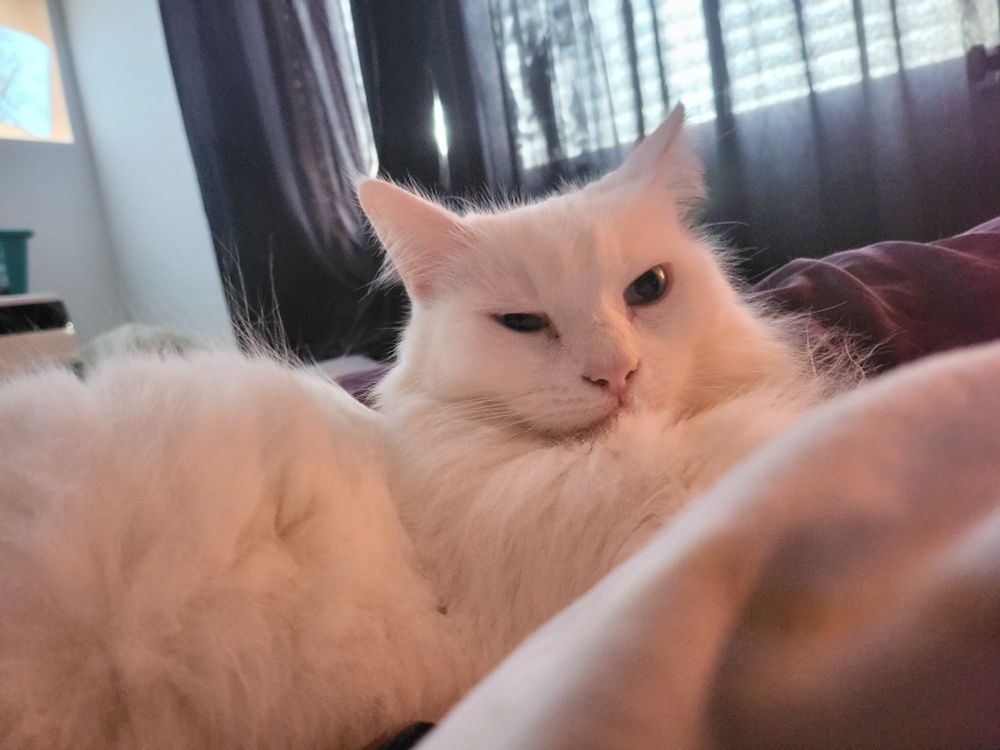 Katze Jule schmunzelt