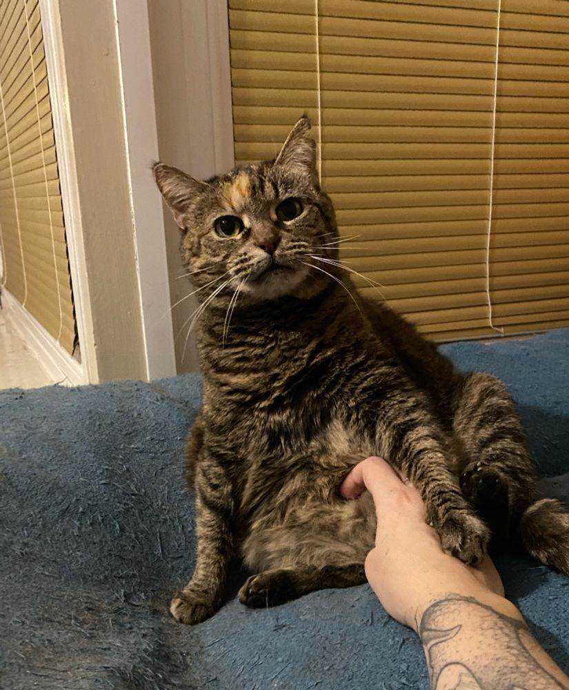 A taby cat sitting and showing her belly a bit, staring challengingly to the camera