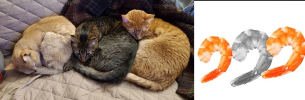 Three cats curled up like shrimp next to a picture of three shrimp