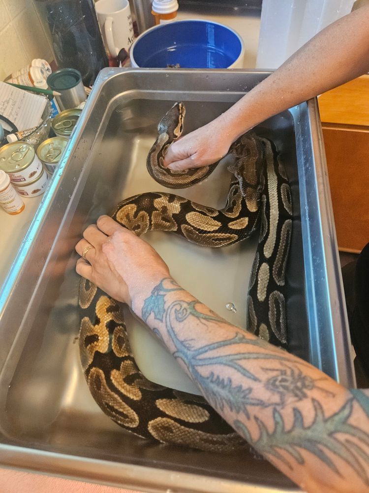 A ball python snake in a bath of water