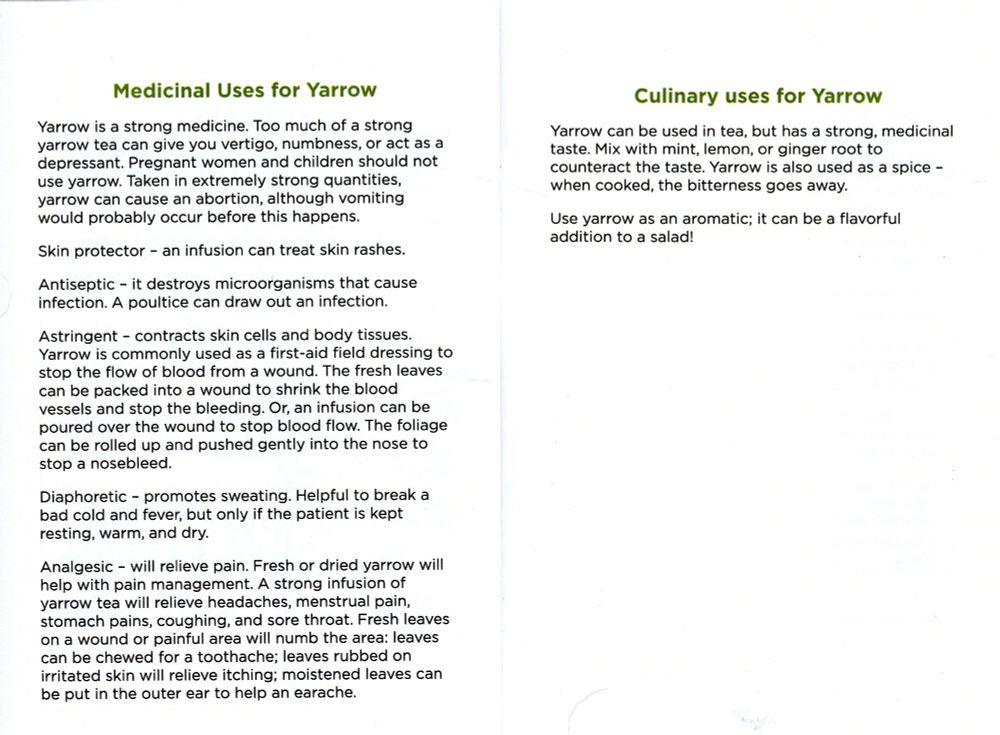 Medicinal Uses for Yarrow:

Yarrow is a strong medicine. Too much of a strong yarrow tea can give you vertigo, numbness, or act as a depressant. Pregnant people and children should not use yarrow. Taken in extremely strong quantities, yarrow can cause and abortion, although vomiting would probably occur before this happens. 

Skin protector - an infusion can treat skin rashes.

Antiseptic - it destroys microorganisms that cause infection. A poultice can draw out an infection. 

Astringent - contracts skin cells and body tissues. Yarrow is commonly used as a first-aid field dressing to stop the flow of blood from a wound. The fresh leaves can be packed into a wound to shrink the blood vessels and stop the bleeding. Or, and infusion can be poured over the wound to stop blood flow. The foliage can be rolled up and pushed gently into the nose to stop a nosebleed.  

Diaphoretic - promotes sweating. Helpful to break a bad cold and fever, but only if the patient is kept resting, warm, and dry. 

Analgesic - will relieve pain. Fresh or dried yarrow wil help with pain management. A strong infusion of yarrow tea with relieve headaches, menstrual pain, stomach pains, coughing, and sore throat. Fresh leaves on a wound or painful area will numb the area: leaves can be chewed for a toothache; leaves rubbed on irritated skin will relieve itching; moistened leaves can be put in the outer ear to help an earache. 

Culinary uses for Yarrow:

Yarrow can be used in tea, but has a strong, medicinal taste. Mix with mint, lemon, or ginger root to counteract the taste. Yarrow is also used as a spice - when cooked the bitterness goes away. 

Use yarrow as an aromatic; it can be a flavorful addition to a salad!