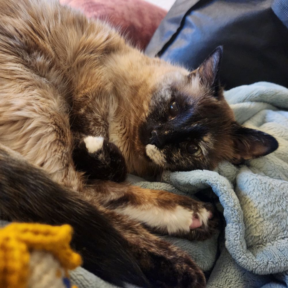 Siamese mix laying in shrimp form on some blankets