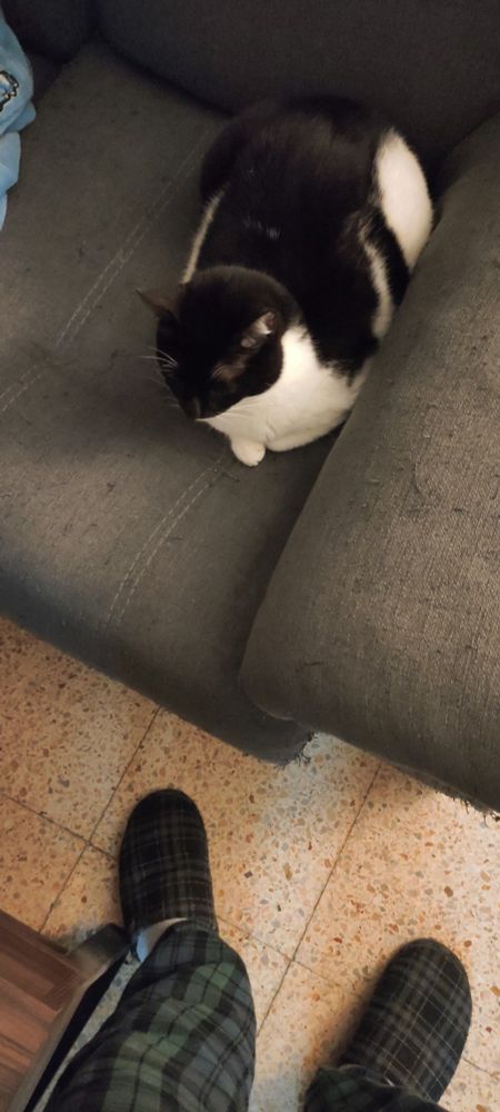 Foto de mi gato gordito en el sofá y de mis piernas enpijamadas de pie, al lado.