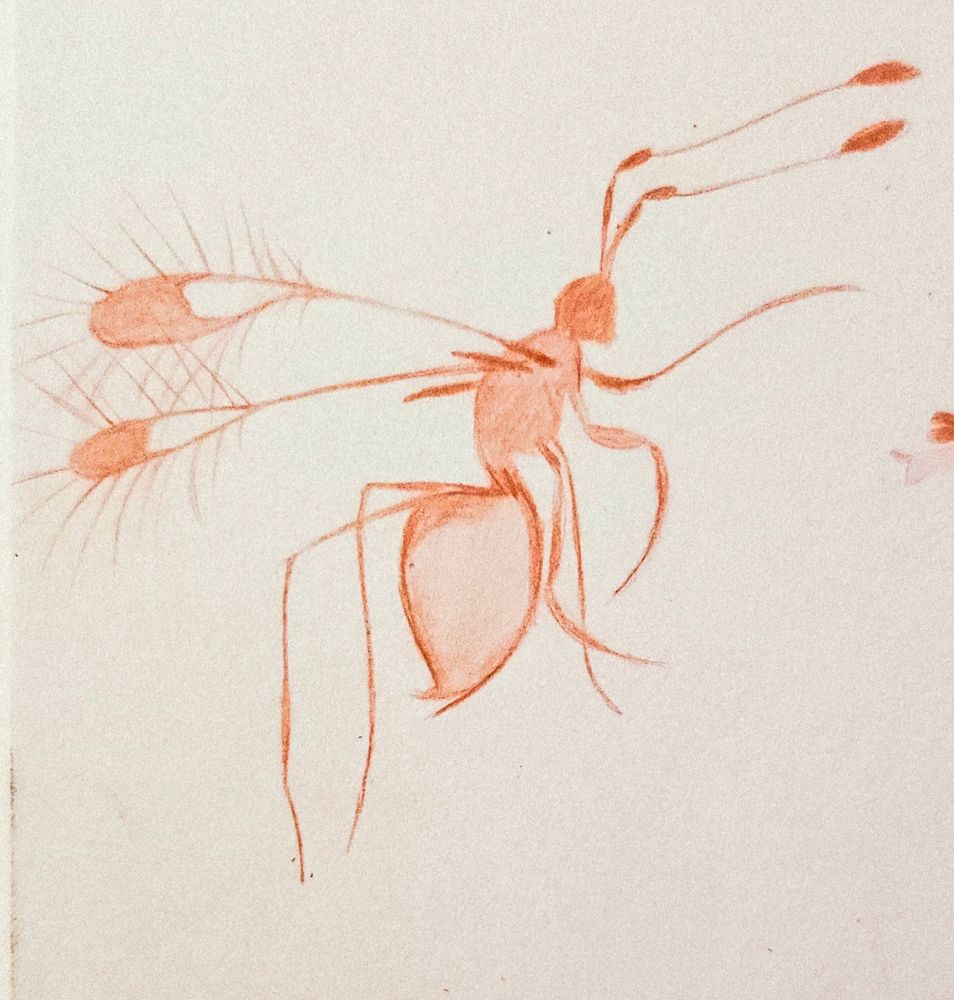 A red pencil sketch of a fairy wasp.