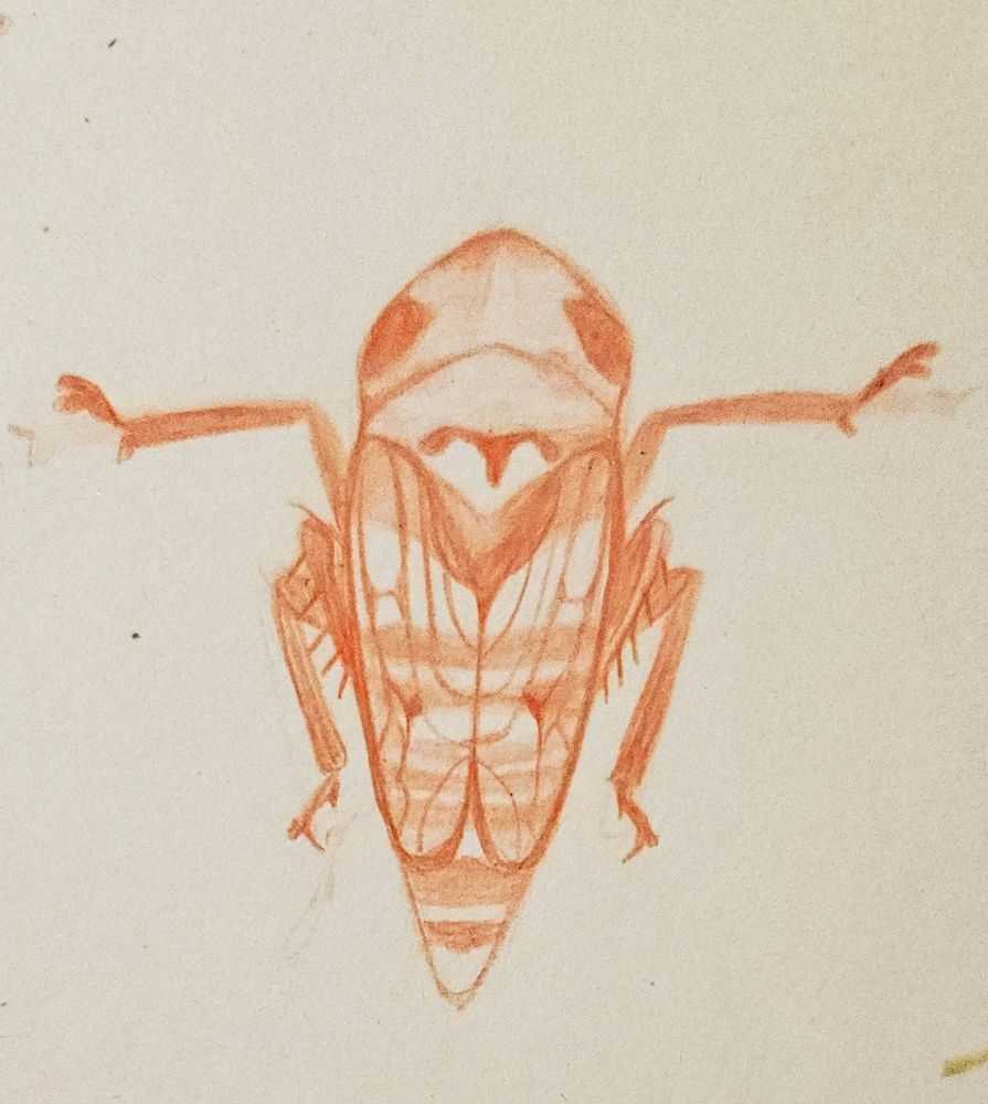 A red pencil sketch of a true bug. 