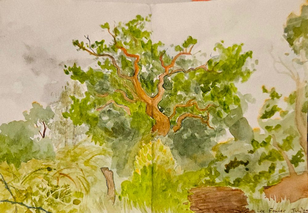 A watercolour landscape painting with brambles, a fallen tree, and grass in the foreground and an oak with outwards sprawling branches in the centre.