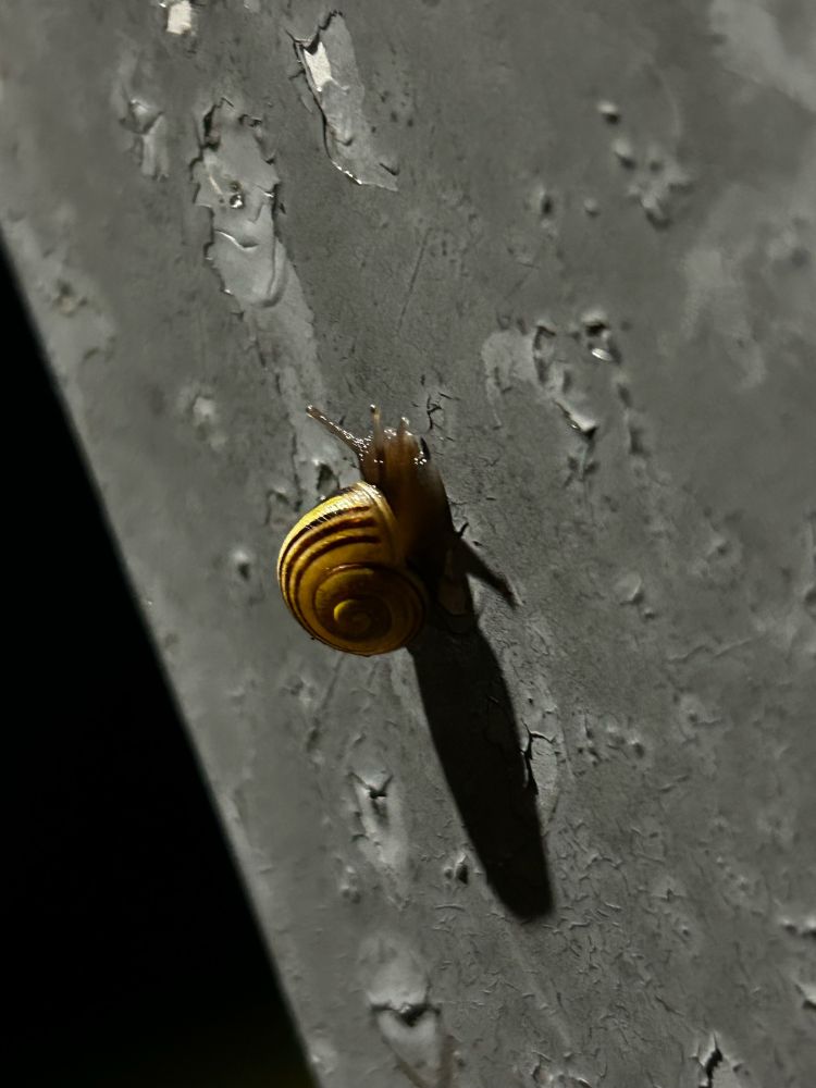 A tiny snail on a metal pole.
