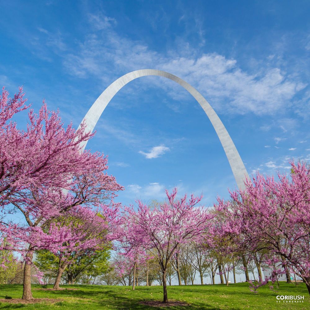 St. Louis arch with a blue sky and cherry blossoms in the foreground. 