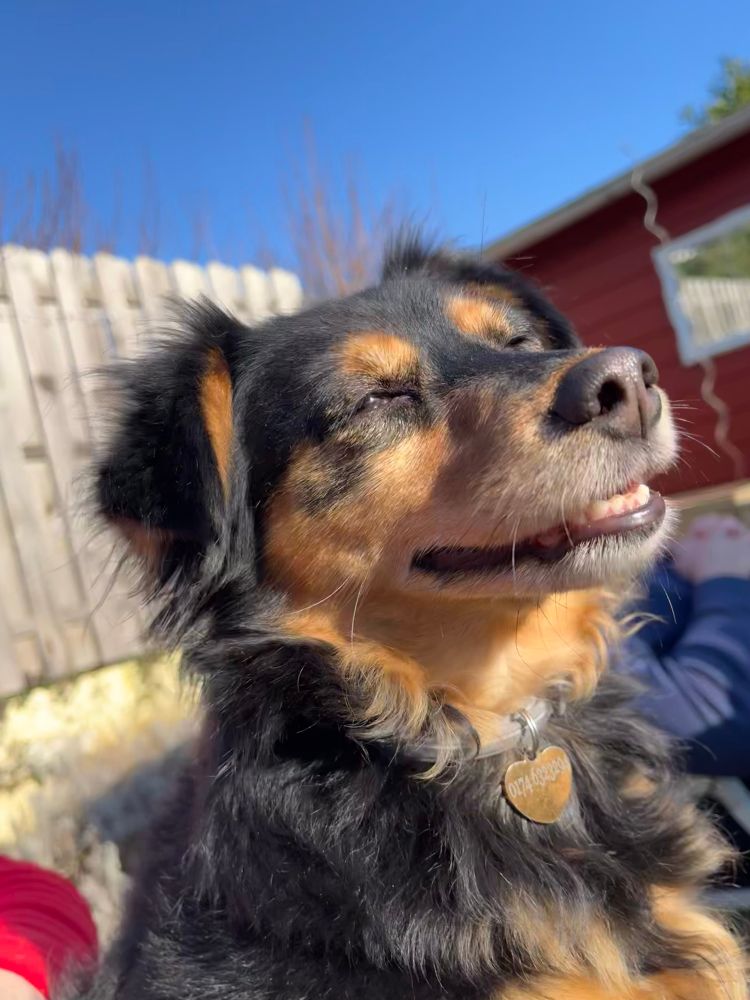 Hund Molly schaut lächelt in die Sonne 