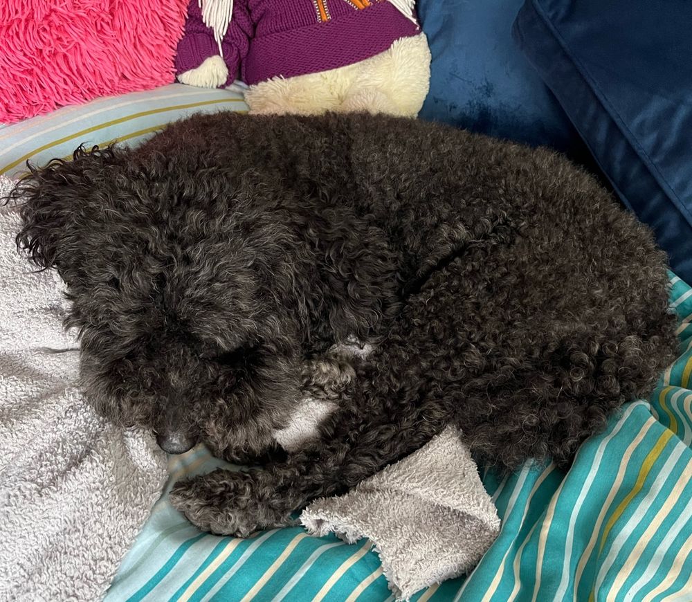 Jackson, a black mini poodle who needs a haircut, sleeps curled up on top of a fuzzy grey sweater. His snoot is millimetres from one of his back paws.