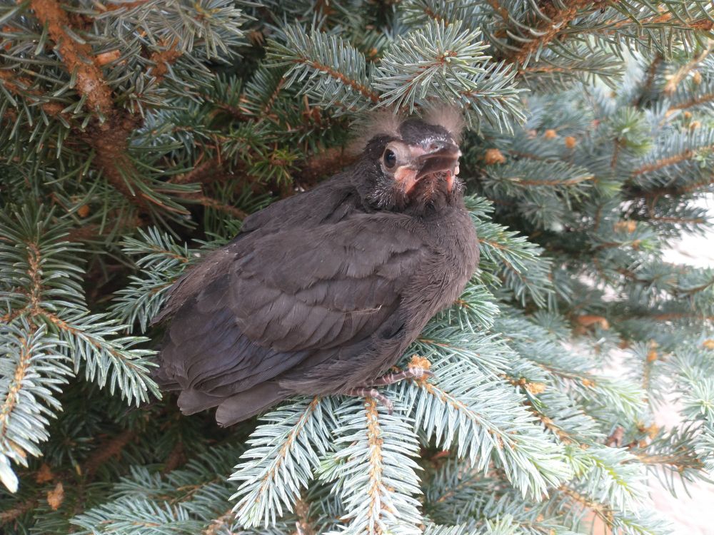 A fledgling bird with comical features like eyebrow tufts and pink lip like beak.