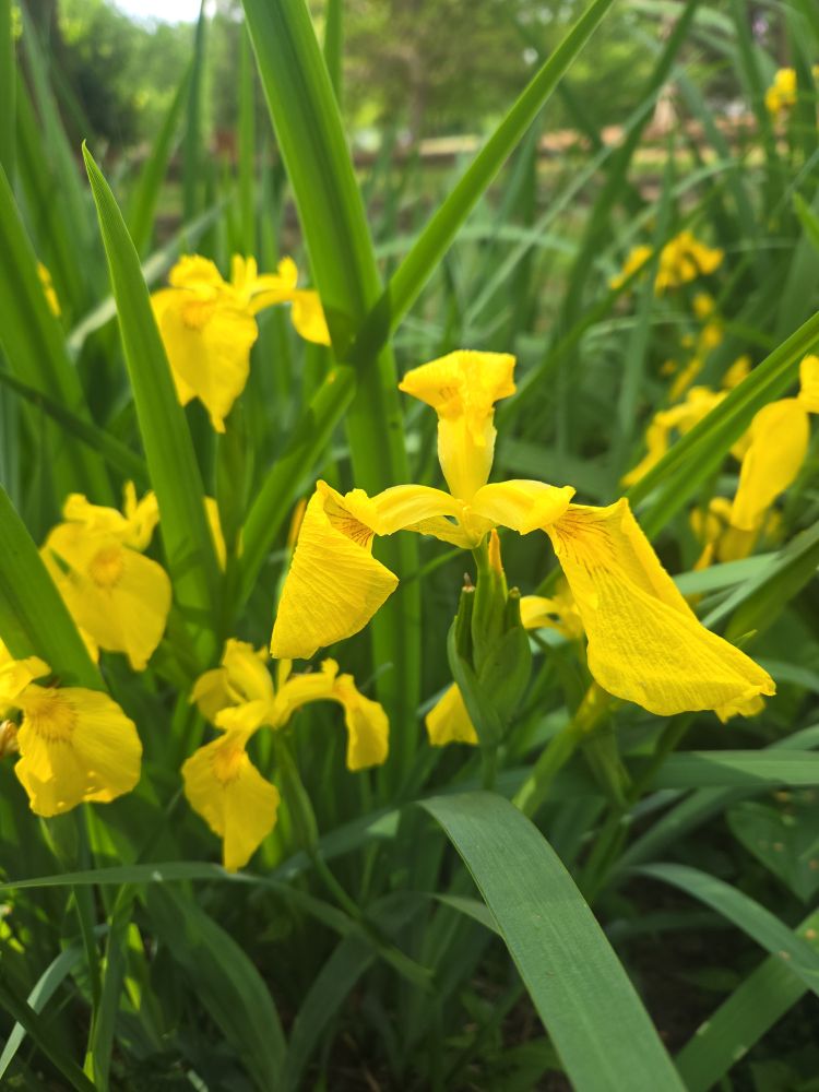 Photo of some yellow flowers, with mostly green background 