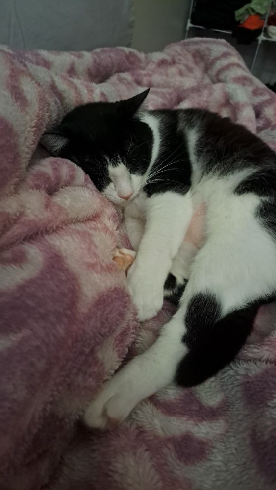 Gata frajola deitada meio torta numa coberta Lilás 