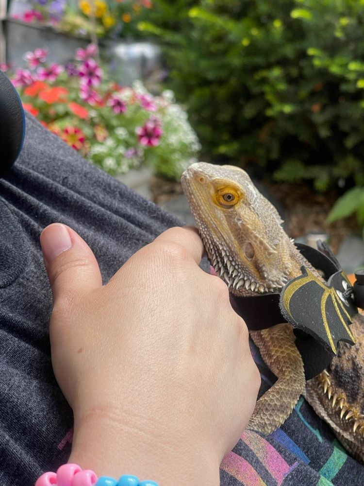 Photo shows a bearded dragon with a harness. The harness has dragon wings attached..