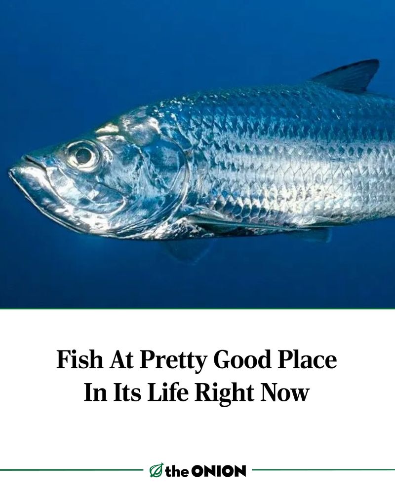 Fish At Pretty Good Place In Its Life Right Now
