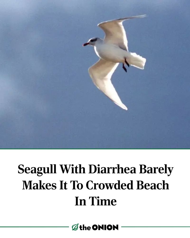 Seagull With Diarrhea Barely Makes It To Crowded Beach In Time
