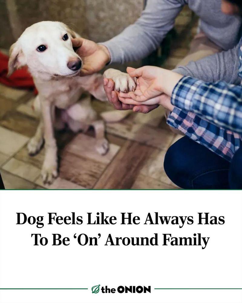Dog Feels Like He Always Has To Be ‘On’ Around Family