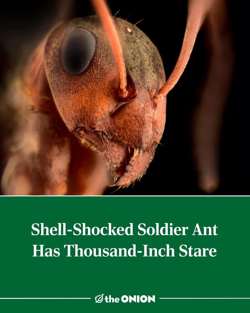 Shell-Shocked Soldier Ant Has Thousand-Inch Stare
