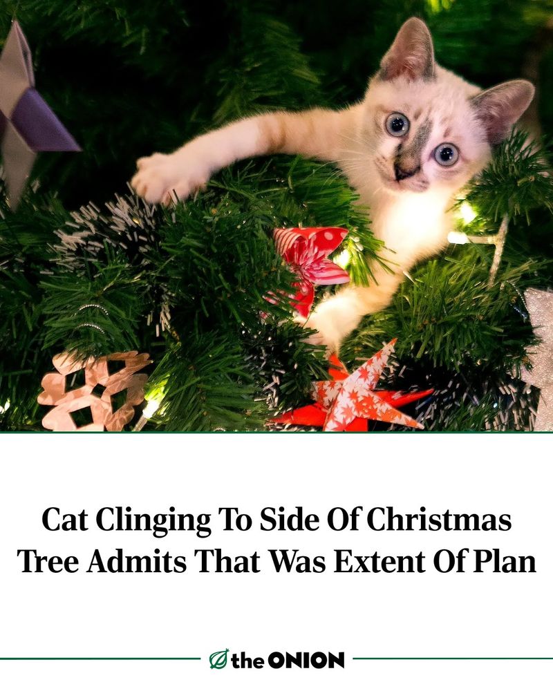 Cat Clinging To Side Of Christmas Tree Admits That Was Extent Of Plan
-The Onion