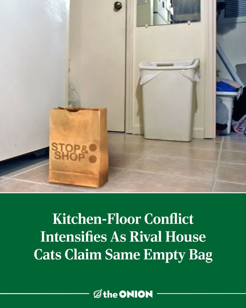 Kitchen-Floor Conflict Intensifies As Rival House Cats Claim Same Empty Bag

