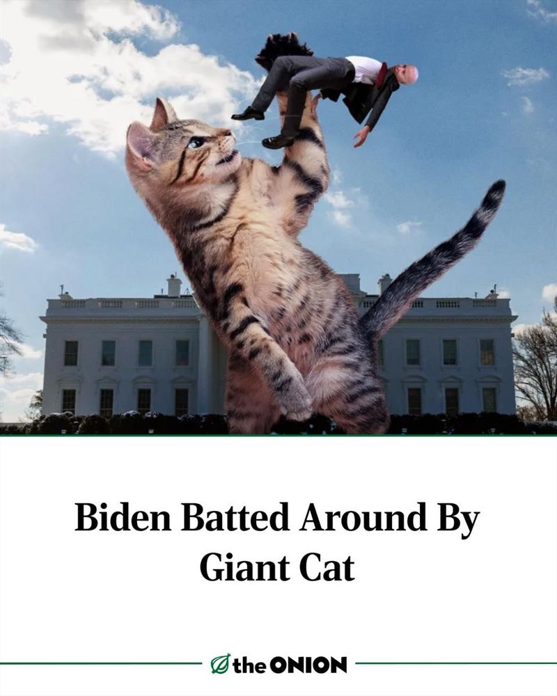 Biden Batted Around By Giant Cat