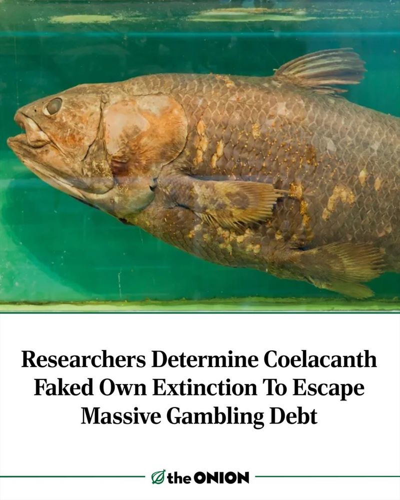 Researchers Determine Coelacanth Faked Own Extinction To Escape Massive Gambling Debt