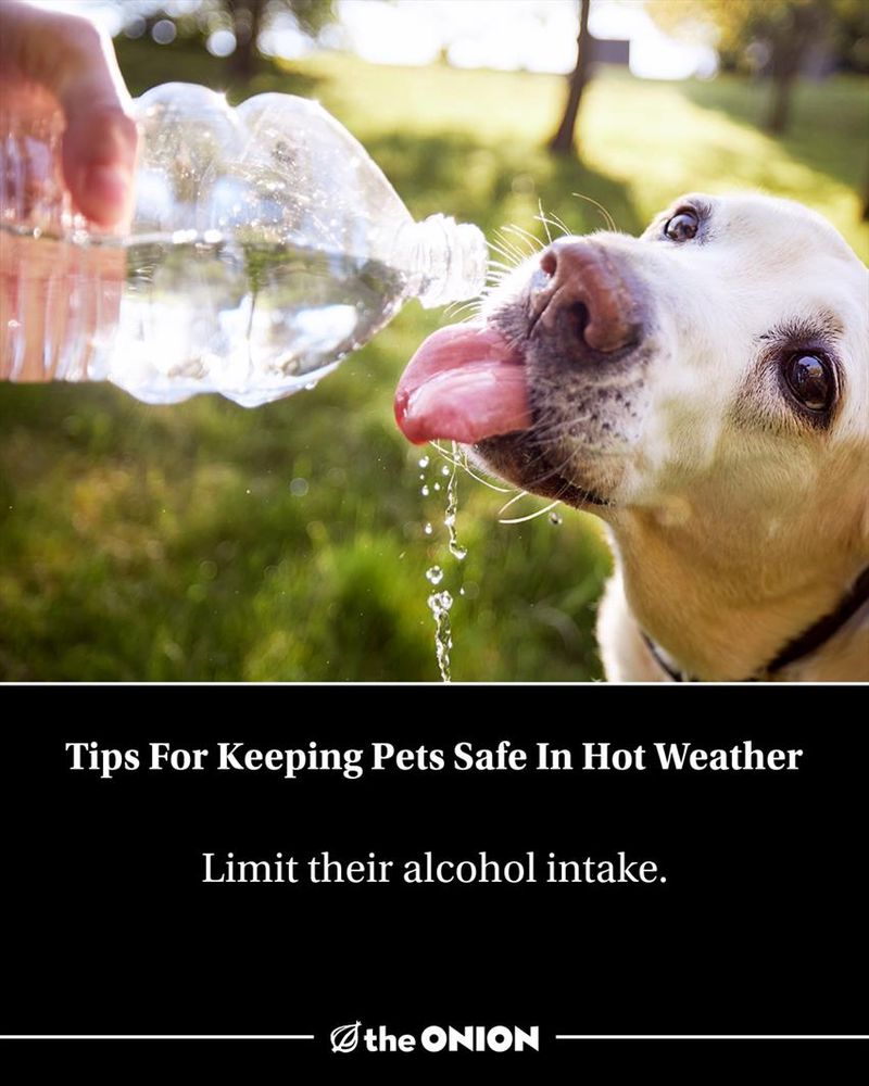 Tips For Keeping Pets Safe In Hot Weather
