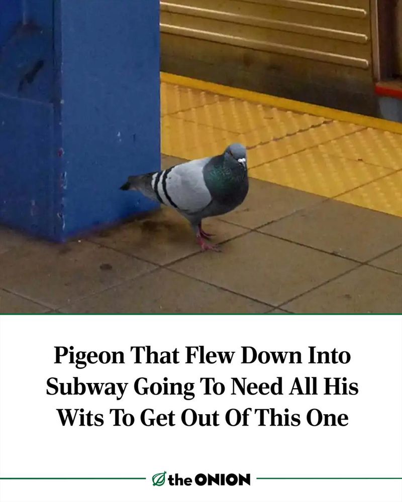 Pigeon That Flew Down Into Subway Going To Need All His Wits To Get Out Of This One
