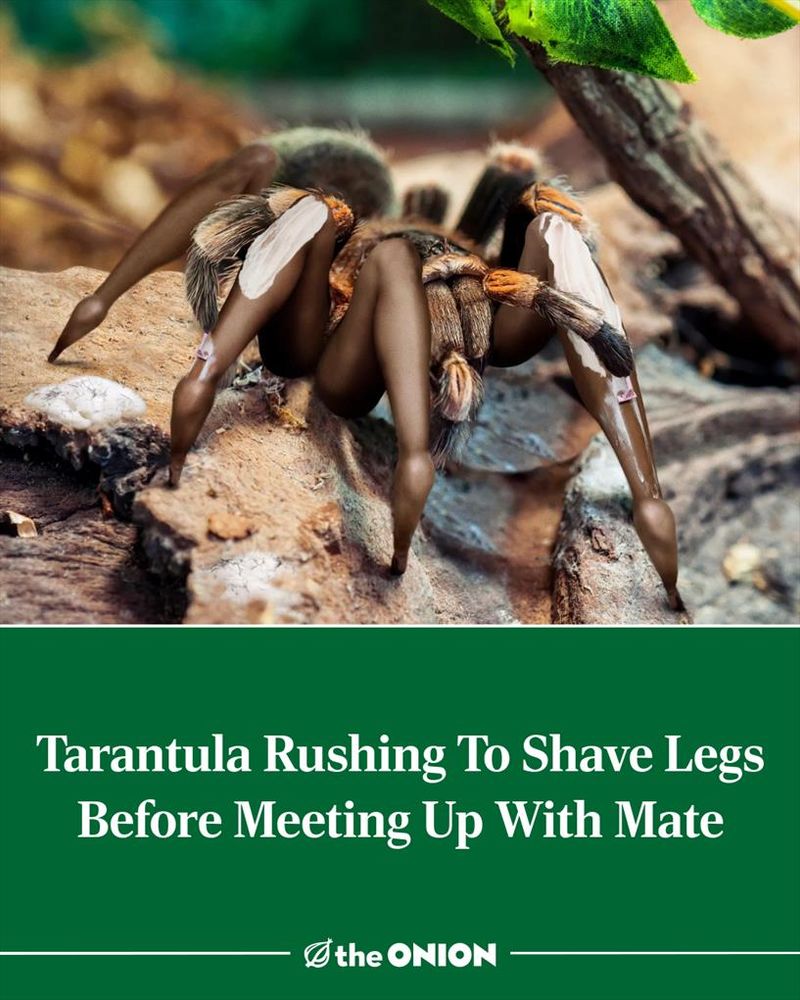 Tarantula Rushing To Shave Legs Before Meeting Up With Mate