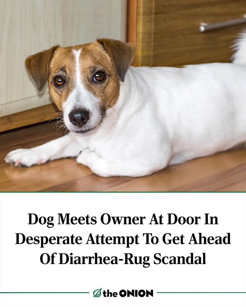 Dog Meets Owner At Door In Desperate Attempt To Get Ahead Of Diarrhea-Rug Scandal