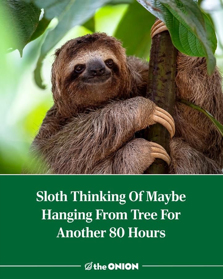 Sloth Thinking Of Maybe Hanging From Tree For Another 80 Hours