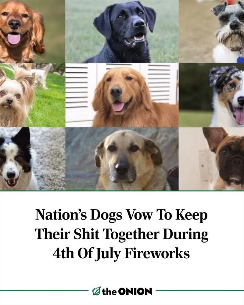 Nation’s Dogs Vow To Keep Their Shit Together During 4th Of July Fireworks