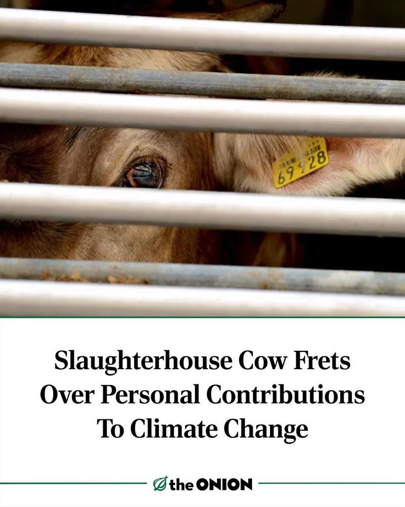 Slaughterhouse Cow Frets Over Personal Contributions To Climate Change