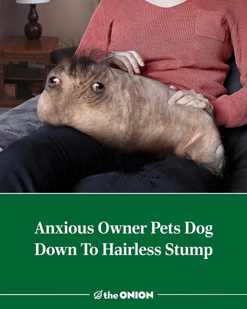 Anxious Owner Pets Dog Down To Hairless Stump