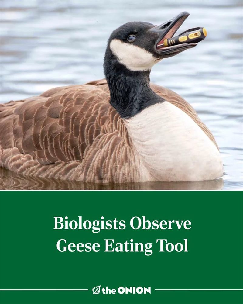 Biologists Observe Geese Eating Tool 