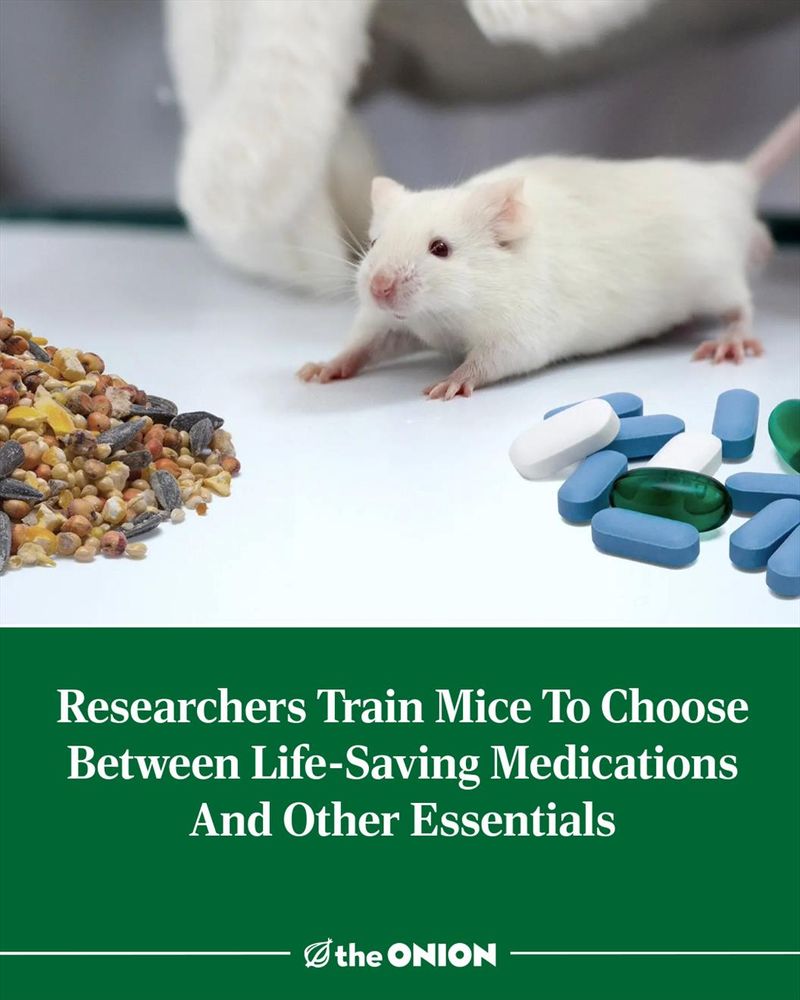 Researchers Train Mice To Choose Between Life-Saving Medications And Other Essentials 