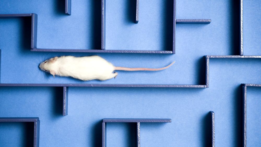 Existential Researchers Teach Rat To Run Forever Through Exitless Maze