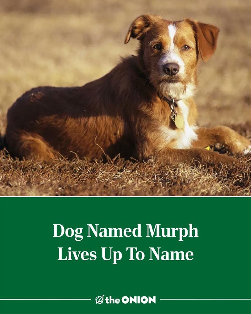 Dog Named Murph Lives Up To Name