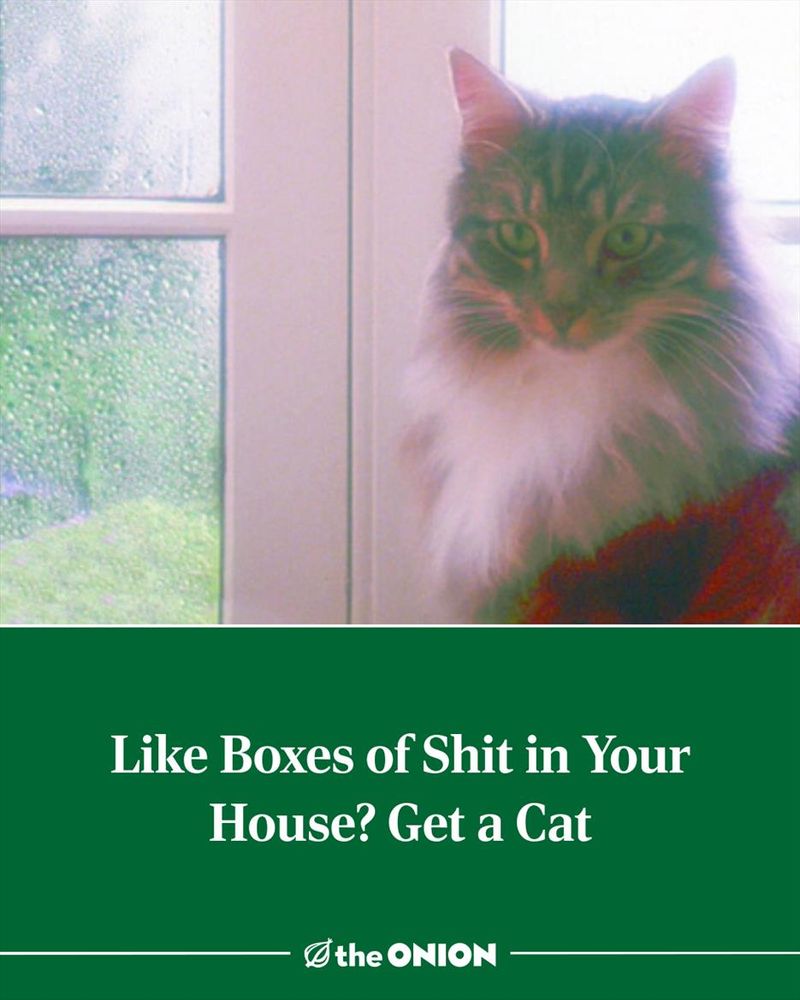 Like Boxes of Shit in Your House? Get a Cat