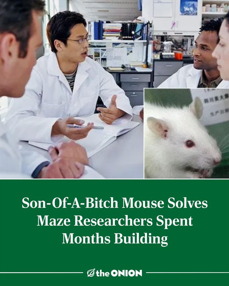 Son-Of-A-Bitch Mouse Solves Maze Researchers Spent Months Building