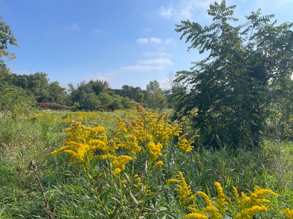 A pic of a Milwaukee dog park field with wild flowers and grasses