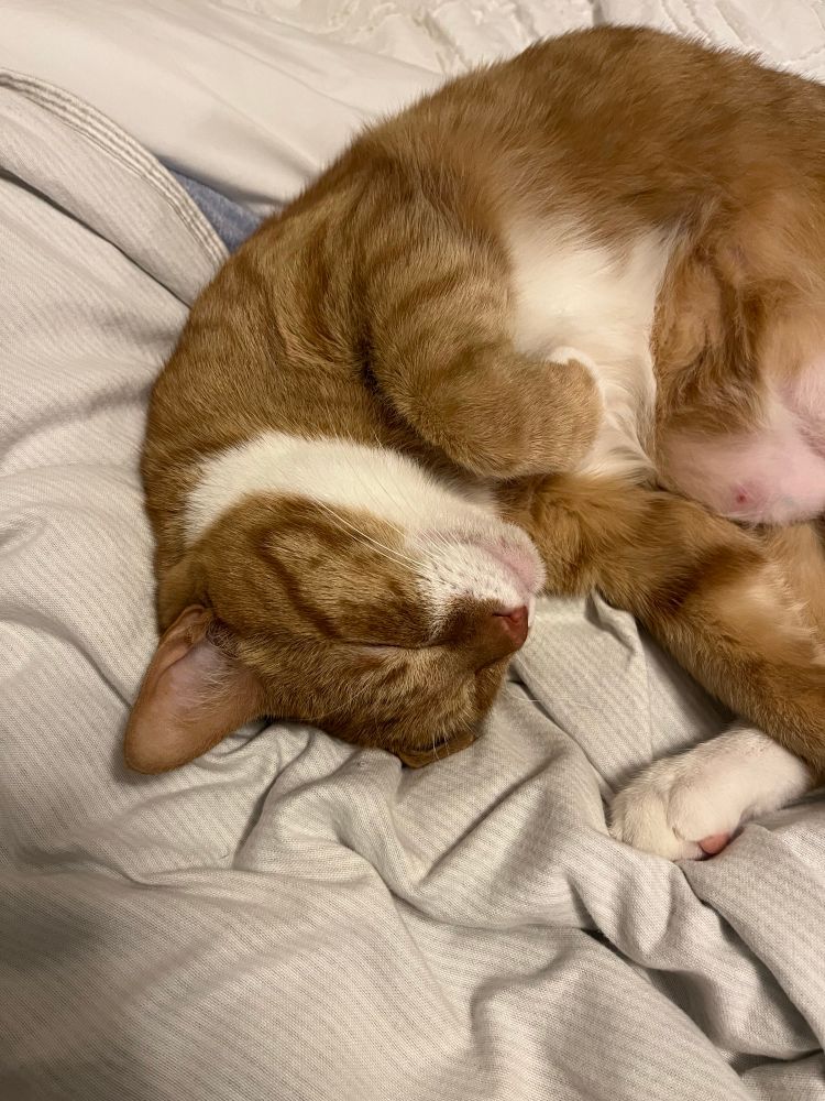 Sleeping orange and white cat displays his chubby belly in happiness. 